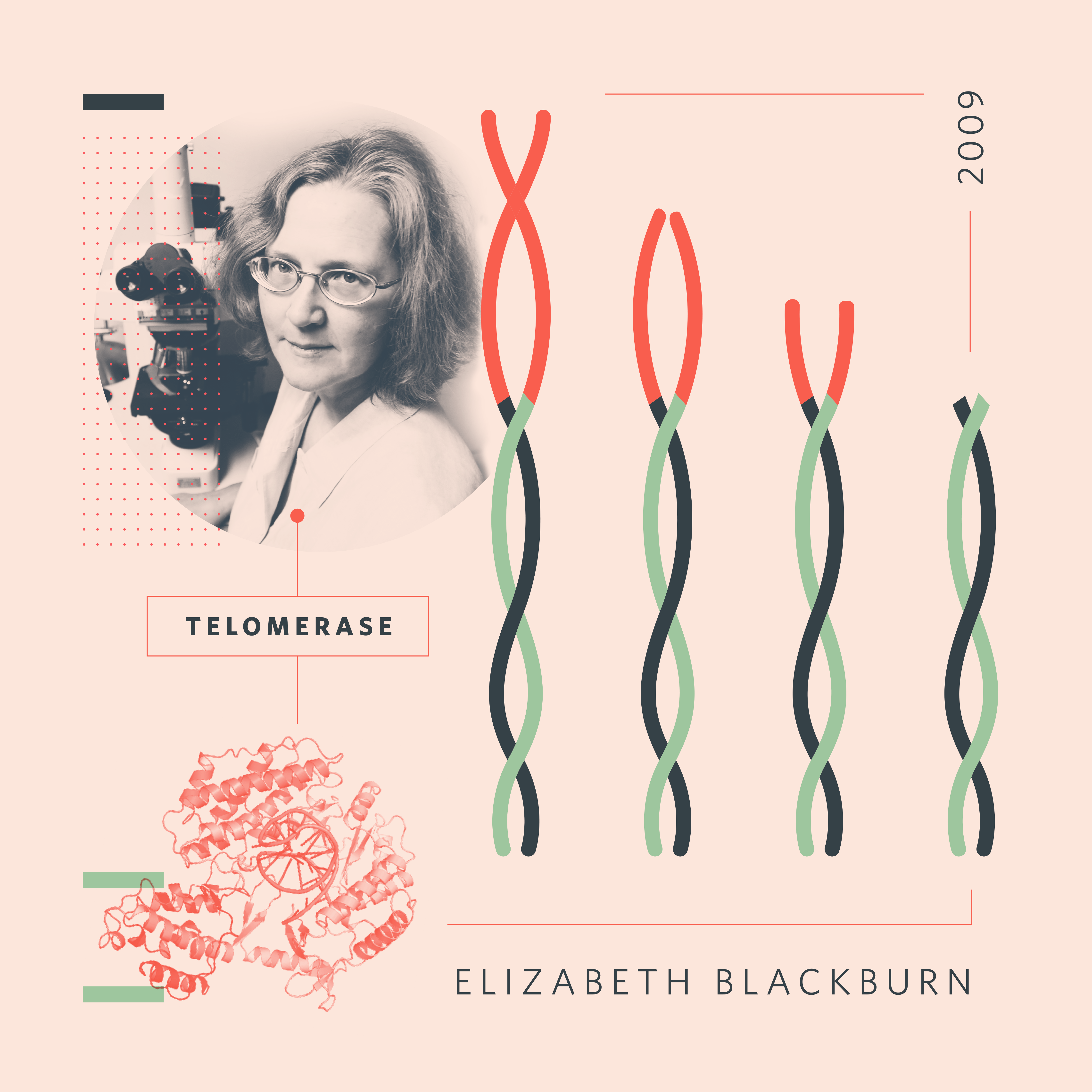 Elizabeth Blackburn by Amanda Phingbodhipakkiya