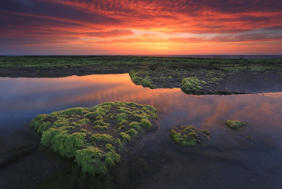 rode zonsondergang over de zee met groene overstroomde velden op de voorgrond