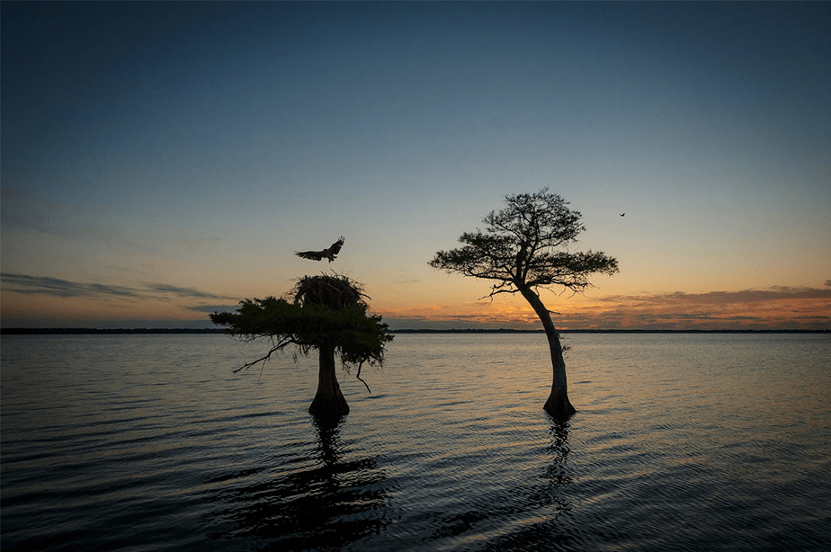 zonsondergangbomen en vogels bij blauw cipresmeer Florida